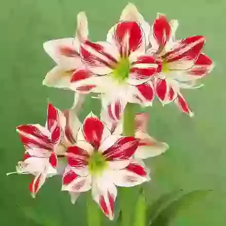 Amaryllis (Hippeastrum)